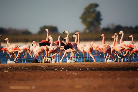 PRESENTAN EN INGLATERRA EL PROYECTO PARA CREAR UN REFUGIO PARA LOS FLAMENCOS EN NUESTRA REGIÓN
