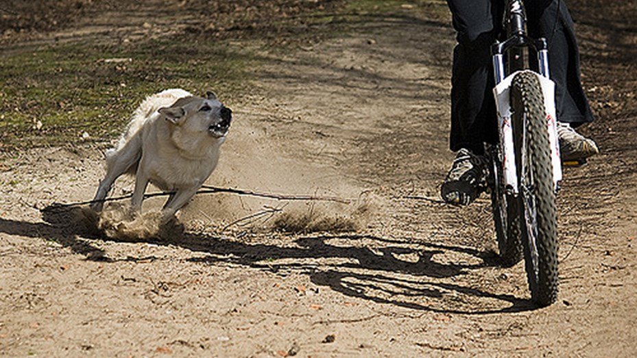 TIEMPO CÓRDOBA: PERROS ATACARON A UN REPARTIDOR, ESTA EN TERAPIA INTENSIVA