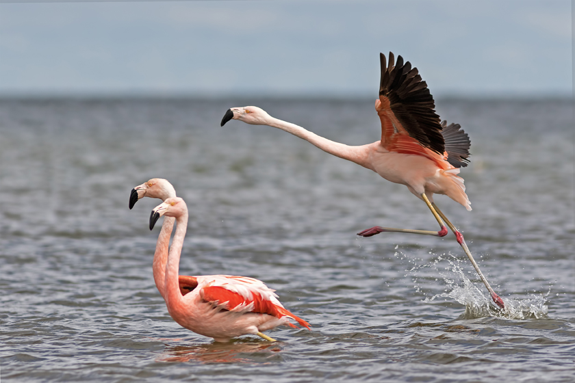 MIRAMAR DE ANSENUZA: COMENZARON CON EL CENSO INVERNAL DE FLAMENCOS