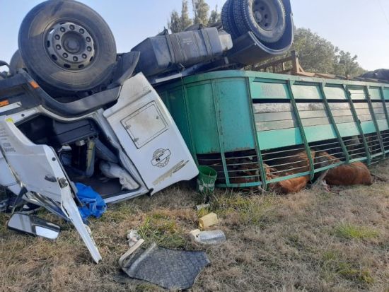 MORTEROS: VOLCÓ CAMIÓN CARGADO CON ANIMALES MORTEROS: VOLCÓ CAMIÓN CARGADO CON ANIMALES