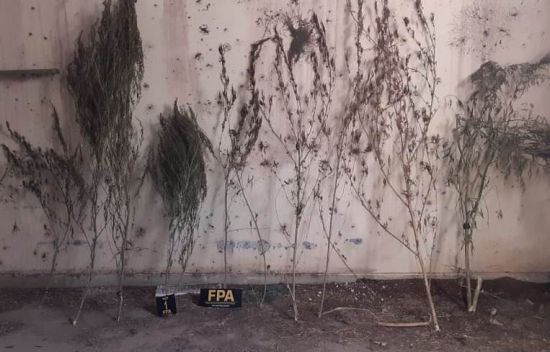 REGIÓN: HALLARON 13 PLANTAS DE MARIHUANA EN UNA TAPERA