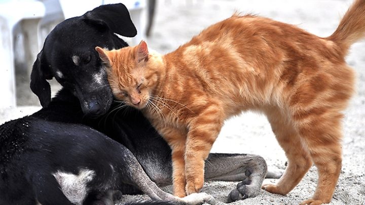 BRINKMANN: VETERINARIOS Y MUNICIPIO FIRMAN ACUERDO PARA CONTROL DE MASCOTAS