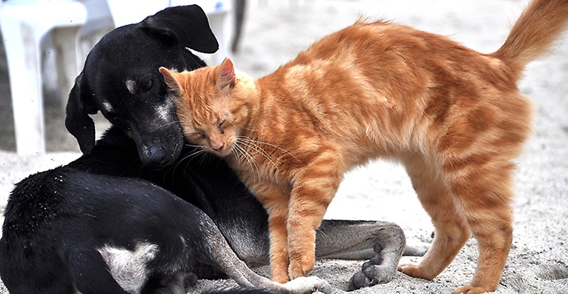BRINKMANN: VETERINARIOS Y MUNICIPIO FIRMAN ACUERDO PARA CONTROL DE MASCOTAS BRINKMANN: VETERINARIOS Y MUNICIPIO FIRMAN ACUERDO PARA CONTROL DE MASCOTAS