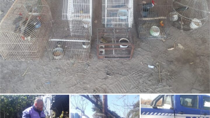 MIRAMAR: POLICÍA RECUPERA AVES SILVESTRES EN CAUTIVERIO