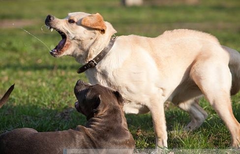 LA PUERTA: UN NIÑO SUFRIÓ HERIDAS POR EL ATAQUE DE UNA JAURÍA DE PERROS LA PUERTA: UN NIÑO SUFRIÓ HERIDAS POR EL ATAQUE DE UNA JAURÍA DE PERROS
