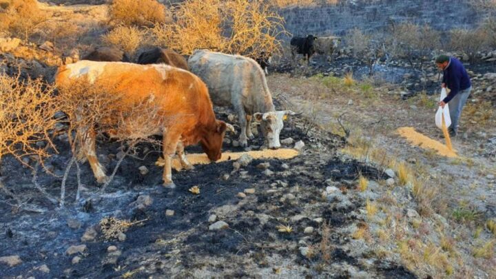 BALNEARIA Y BRINKMANN: MOVIDAS SOLIDARIAS PARA LAS SIERRAS