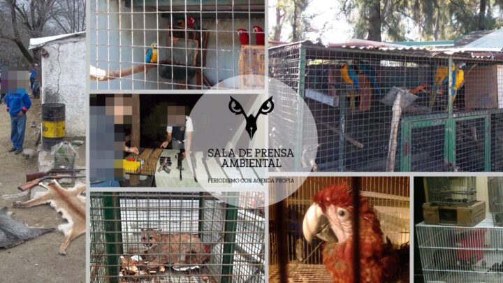 TRÁFICO DE FAUNA: GRAVES IRREGULARIDADES EN SECRETARÍA DE AMBIENTE Y POLICÍA AMBIENTAL DE CÓRDOBA