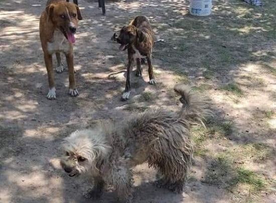 MORTEROS: DENUNCIARON AL MUNICIPIO POR EL ESTADO DEL REFUGIO CANINO