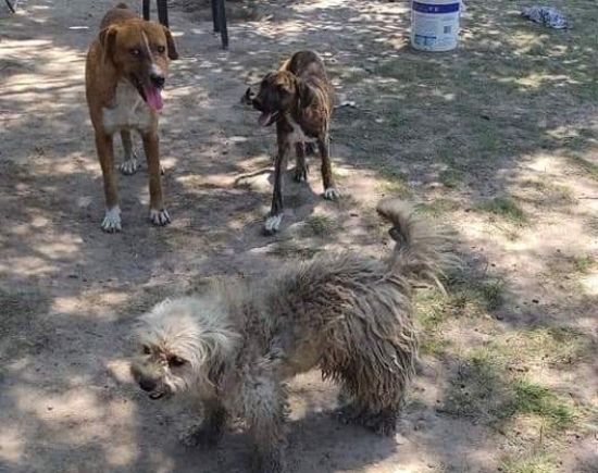 MORTEROS: DENUNCIARON AL MUNICIPIO POR EL ESTADO DEL REFUGIO CANINO MORTEROS: DENUNCIARON AL MUNICIPIO POR EL ESTADO DEL REFUGIO CANINO