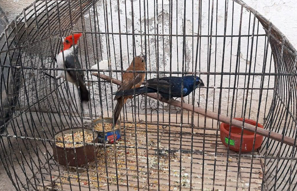 VILLA MARÍA: RESCATARON 50 ANIMALES SILVESTRES QUE ESTABAN LISTOS PARA SER COMERCIALIZADOS VILLA MARÍA: RESCATARON 50 ANIMALES SILVESTRES QUE ESTABAN LISTOS PARA SER COMERCIALIZADOS