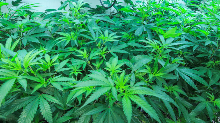 MORTEROS: ALLANAN POR AMENAZAS Y ENCUENTRAN PLANTAS DE MARIHUANA