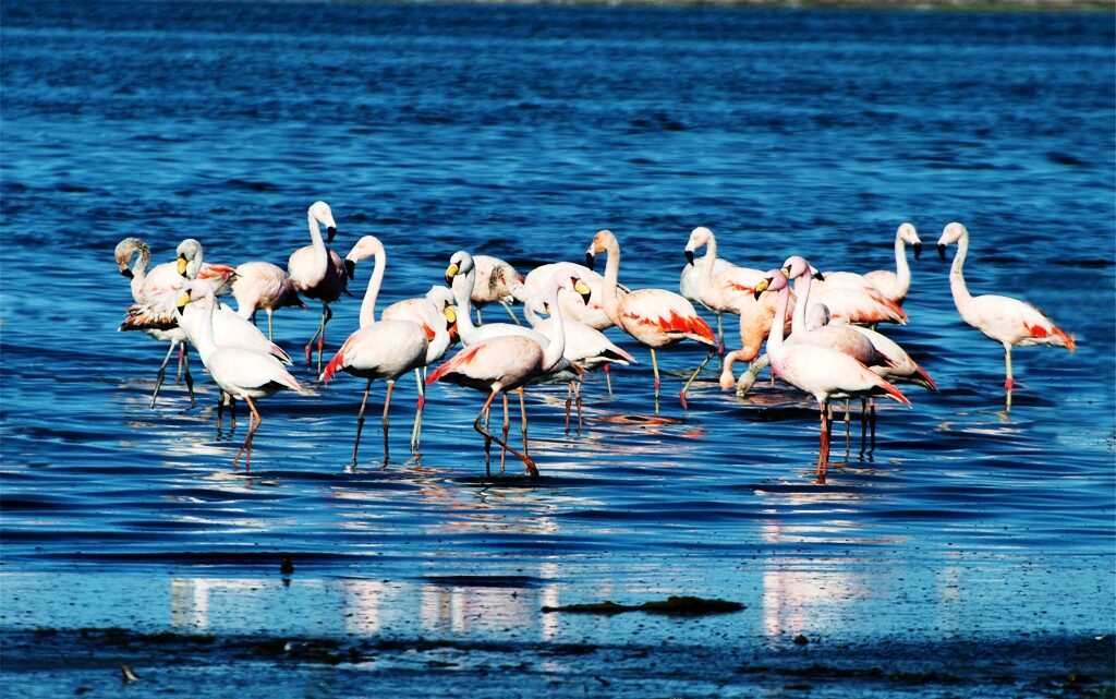 La Para es sede de la primera fiesta de Ansenuza