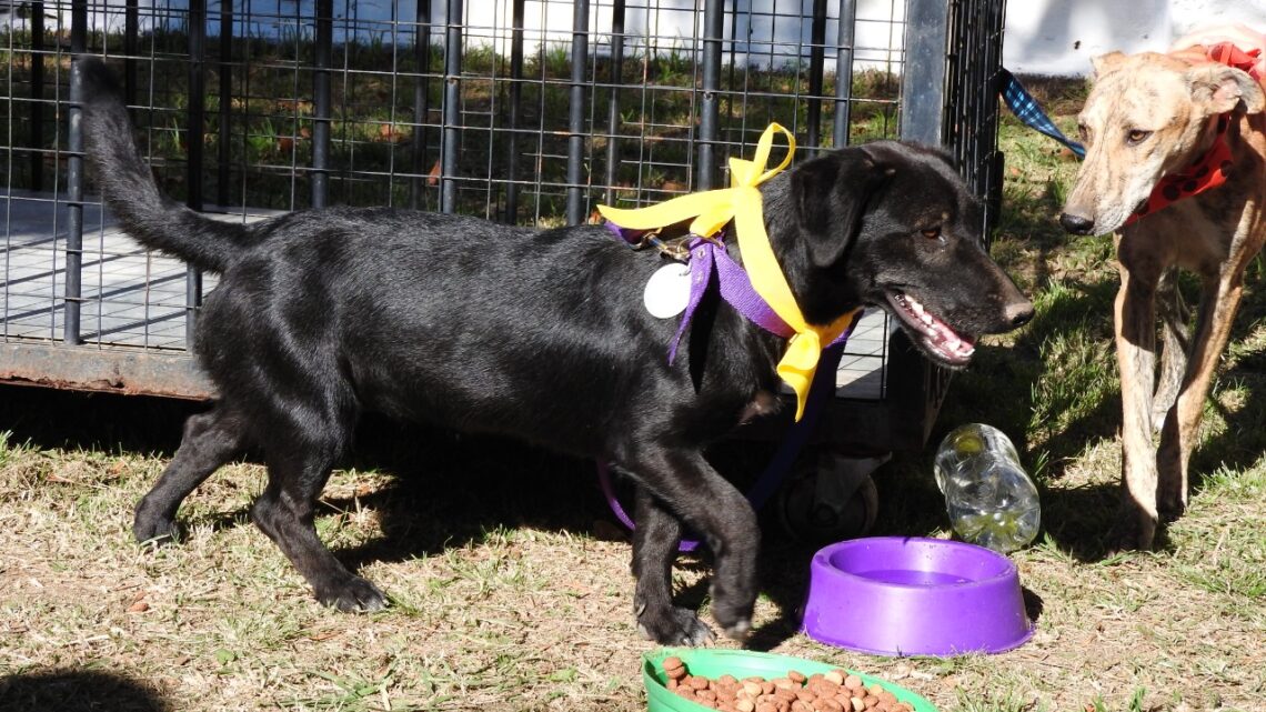 Río Primero: “Todos al rescate animal”