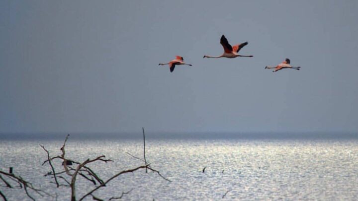 Ansenuza a un paso de ser Parque Nacional
