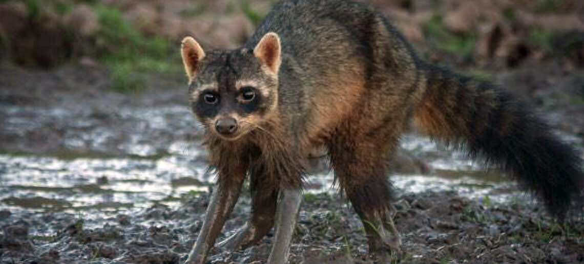 Detectan una nueva especie animal en el futuro Parque Nacional Ansenuza