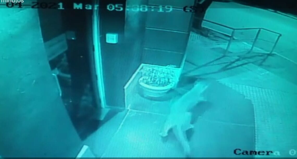 Video: Un puma en pleno centro de Río Primero causó asombro en los vecinos