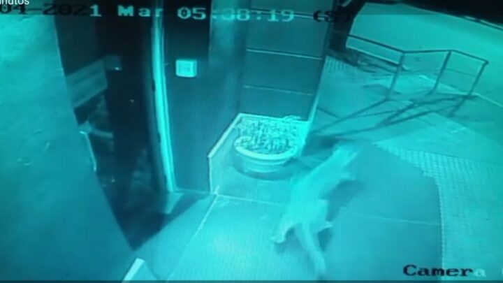 Video: Un puma en pleno centro de Río Primero causó asombro en los vecinos