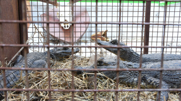 Policía Ambiental traslada tres yacarés a Santa Fe