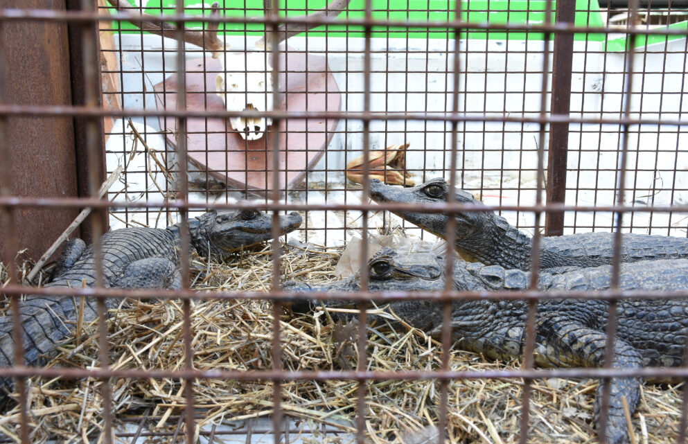 Policía Ambiental traslada tres yacarés a Santa Fe