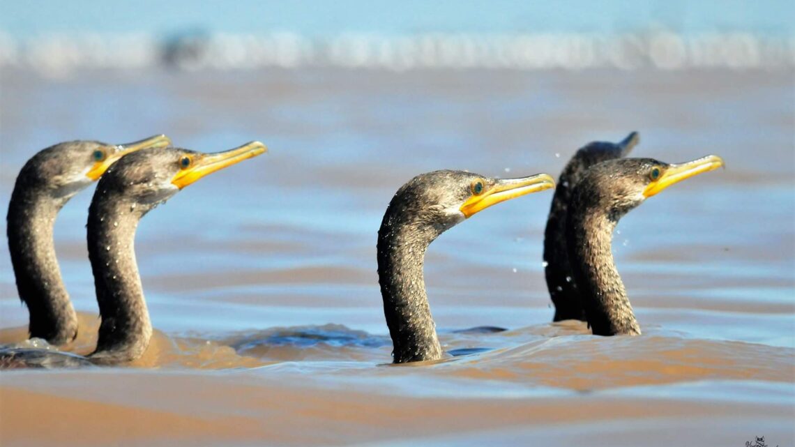 Clima: Así estará la semana en Ansenuza