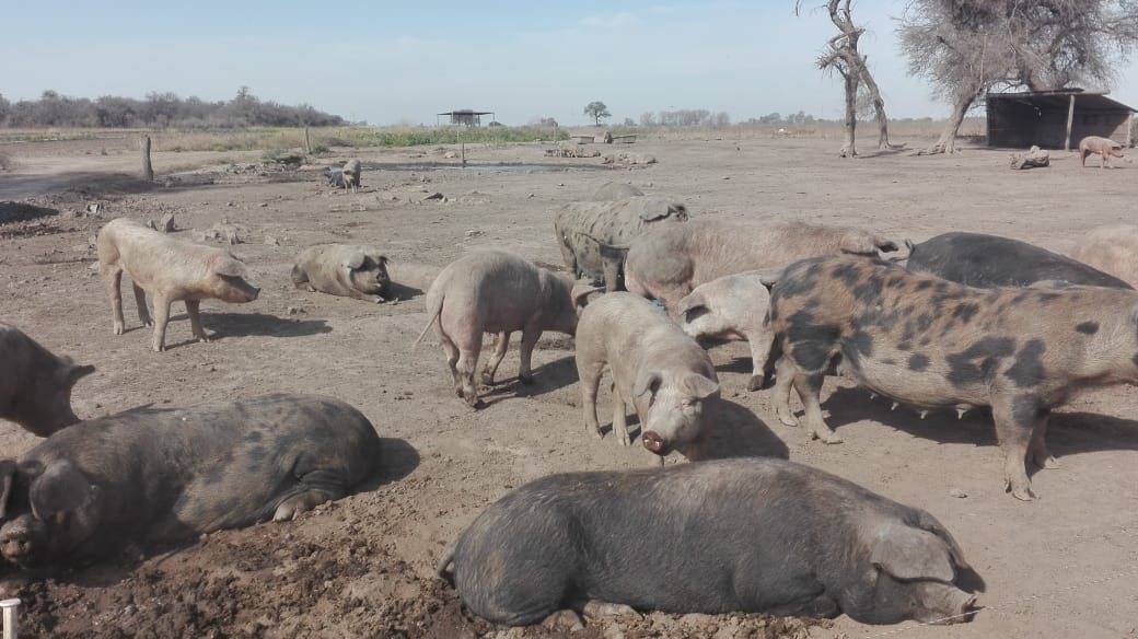 PIQUILLIN: ENVÍAN A FAENA A 90 CERDOS POR TRIQUINOSIS