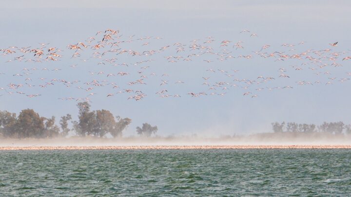 Nuevo censo de flamencos y otras especies que habitan en Ansenuza