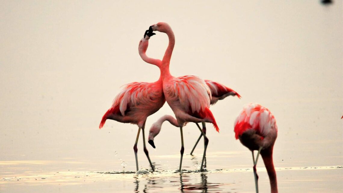 Así quedará conformado el territorio del Parque Nacional Ansenuza