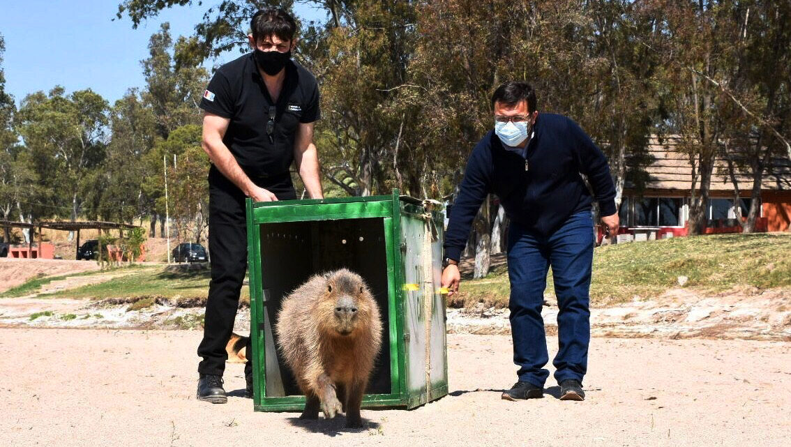 Policía Ambiental liberó un carpincho y 60 aves silvestres en Marull