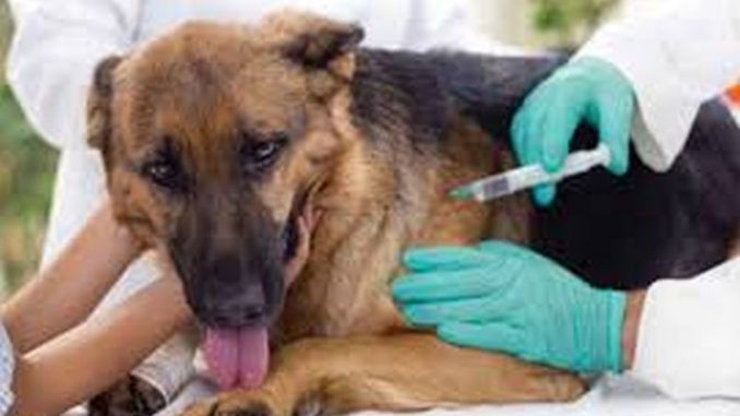 Río Primero: Continúa la Campaña de Vacunación Antirrábica