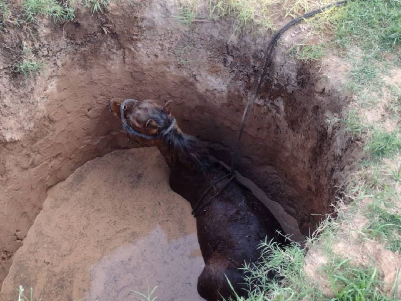 Morteros: Rescataron un caballo que había caído a un pozo