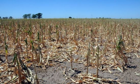 Piden ayuda para productores del noroeste de Santa Fe por la falta de lluvias