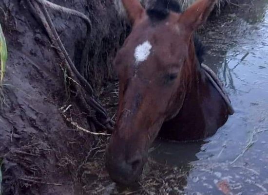 Morteros: rescataron a un caballo que cayó a un canal
