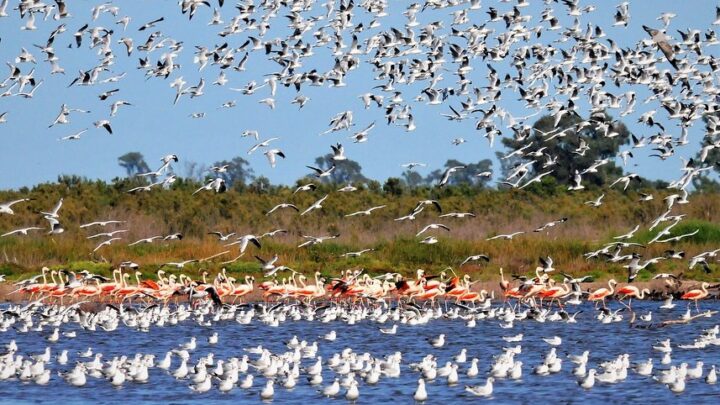 Miramar fue sede de la XX Reunión Argentina de Ornitología