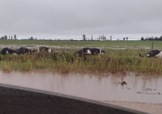 20 animales murieron por la caída de un rayo en Morteros