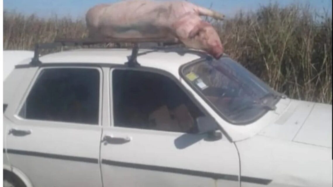 Múltiples allanamientos tras el saqueo de un camión jaula que transportaba cerdos