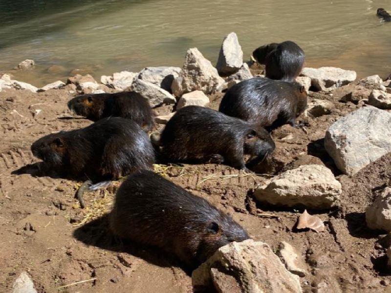 Liberan en el Xanaes, coipos recuperados en una vivienda de Miramar
