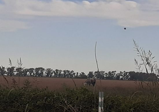 En Brinkmann multan a propietarios de caballos sueltos