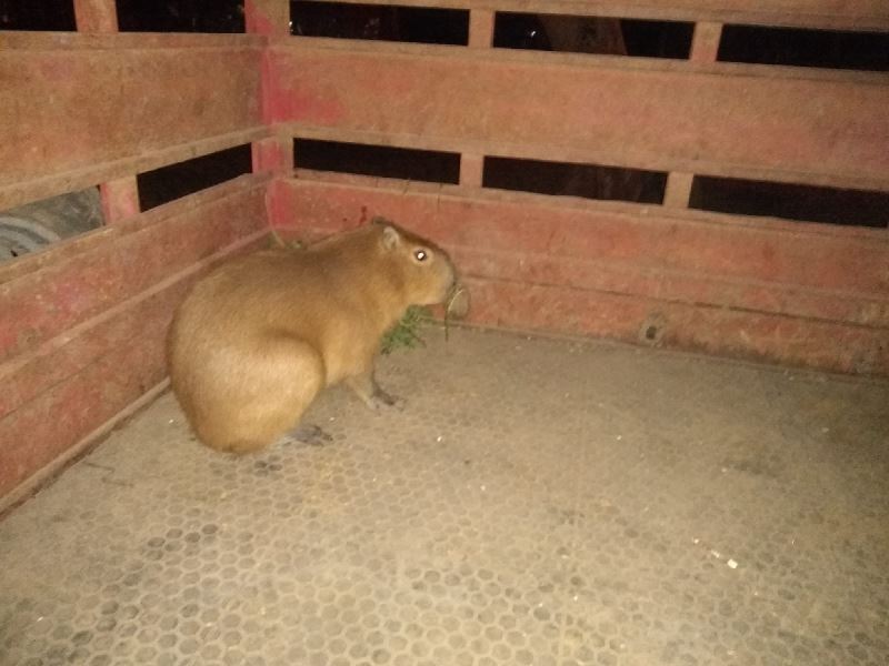 El carpincho “vagabundo” que fué rescatado en La¨Paquita