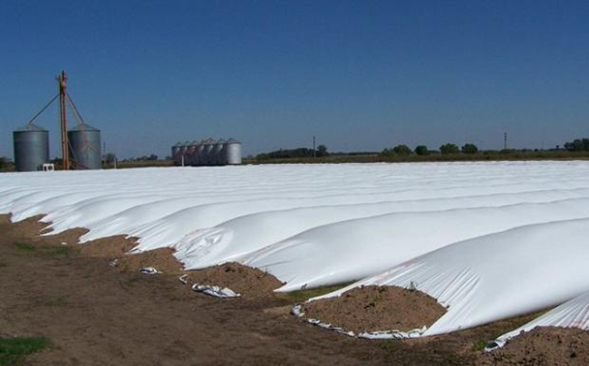 Soja: “Los productores no van a liquidar”