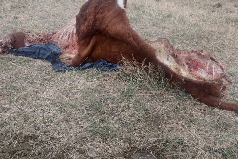 La Para: denuncian el faenamiento de un animal en el campo