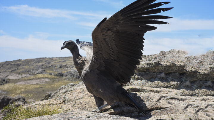 Video: la emocionante liberación de un Cóndor Andino rescatado en las sierras