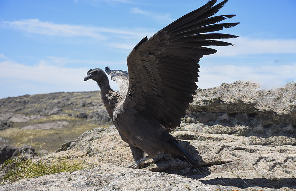 Video: la emocionante liberación de un Cóndor Andino rescatado en las sierras