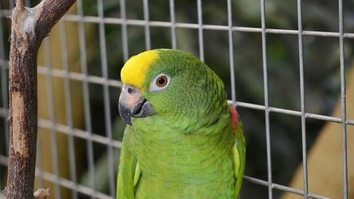 En Rafaela cuatro personas con neumonía bilateral por la “enfermedad del loro”