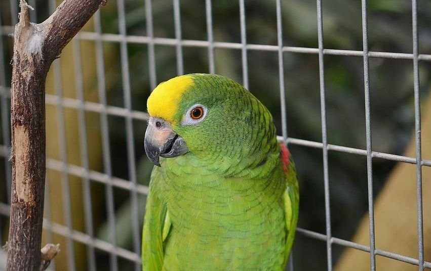 En Rafaela cuatro personas con neumonía bilateral por la “enfermedad del loro”