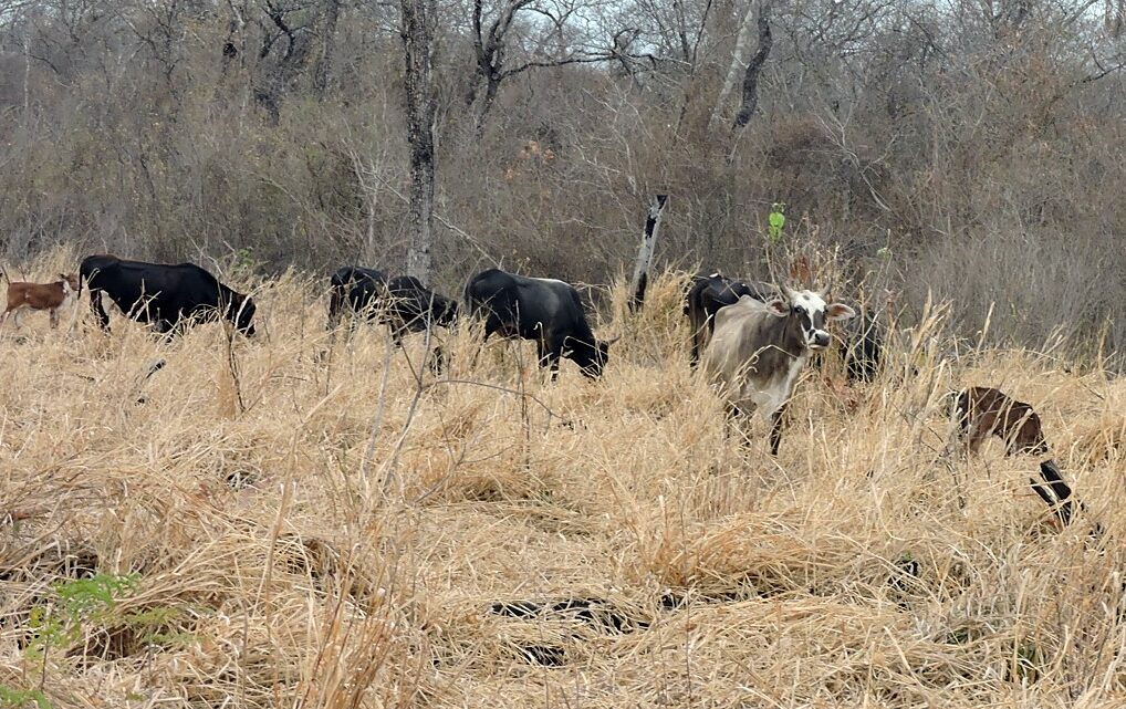 Ruralistas del interior reclaman medidas ante una crisis del ámbito ganadero