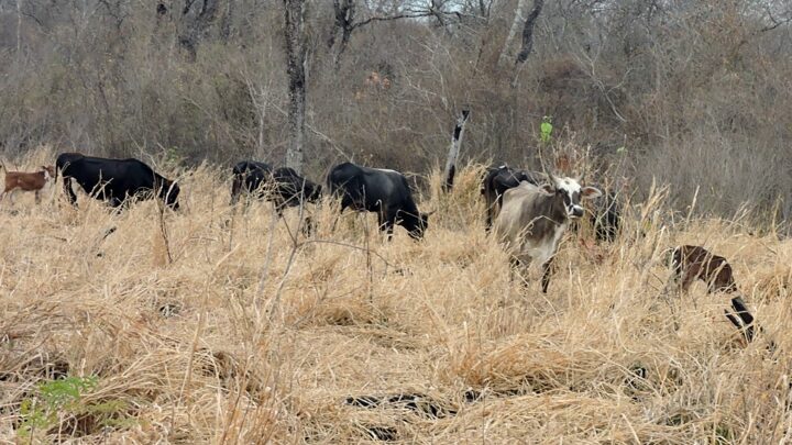 Ruralistas del interior reclaman medidas ante una crisis del ámbito ganadero