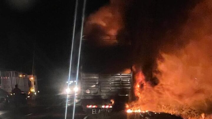 La Puerta: Mueren 21 novillos  al incendiarse el camión que los transportaba