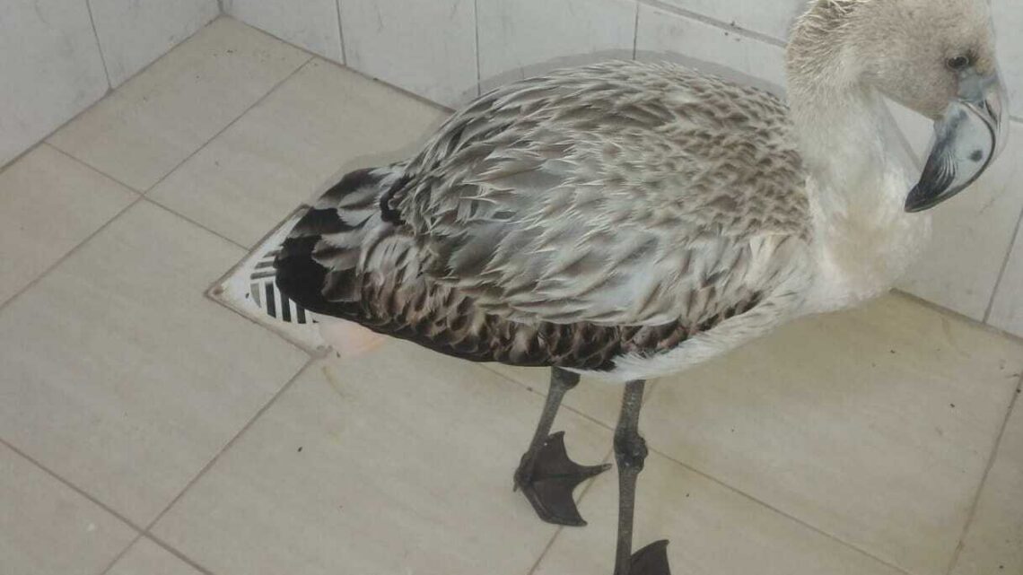 En Laspiur y Colonia San Bartolomé rescatan pichones de flamenco