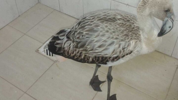 En Laspiur y Colonia San Bartolomé rescatan pichones de flamenco