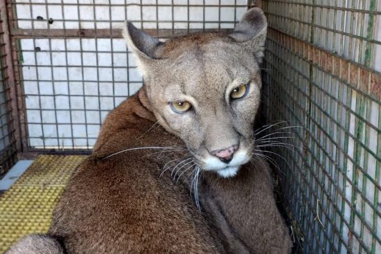 Morteros: trasladan a dos pumas a una reserva natural